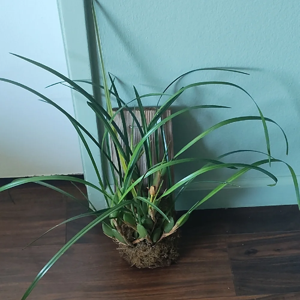 🥥 Coconut Orchid - Maxillaria Tenuifolia